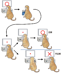 図1：サルに教えた行動学習課題