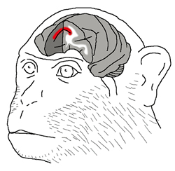 図2：サルの前頭前野内側部