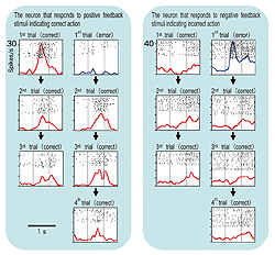 Fig.3: Neurons that responded to the feedback signal indicating correct or incorrect responses.