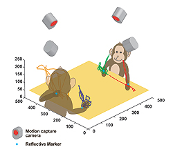 Fig.1: Multi- dimensional recording technique: two monkeys face the table and take food which is placed on the table