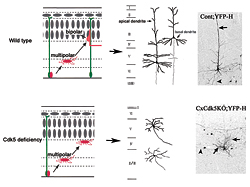 Fig. 2: Neural Migration and Configurational Comparison for Normal and Cdk5 Deficient Cases