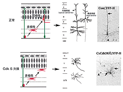 図2：正常体とCdk5欠損体での神経細胞の移動とその形態の比較