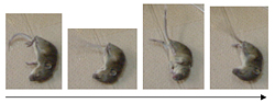 Fig. 1: Convulsive seizure seen in a mouse where a nonsense mutation was introduced in the <em>Scn1a</em> gene (skipped frame pictures)