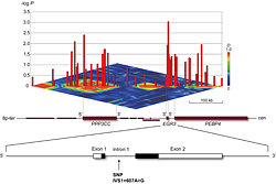図1：染色体8p21.3領域の連鎖不平衡構造［水平面］と統合失調症への関連の強さ［縦軸］（上段）、遺伝子の配置（中段）およびEGR3遺伝子のゲノム構造（下段）
