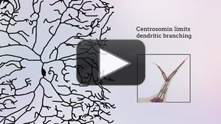 Centrosomin represses dendrite branching by orienting microtubule nucleation