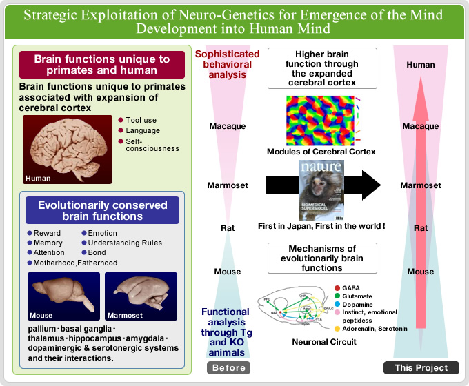 Strategic Exploitation of Neuro-Genetics for Emergence of the Mind Development into Human Mind