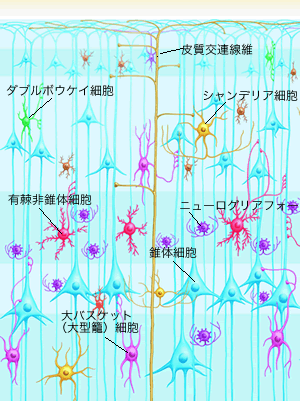 神経細胞の層構造