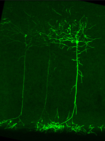 可視化した大脳皮質の神経細胞