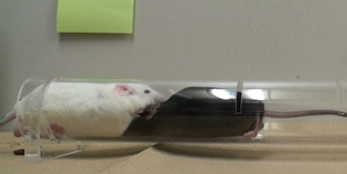 マウスの優劣関係を調べるテスト