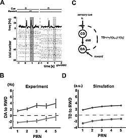 Fig. 1: Task 1 (Non-contextual task): Responses of dopamine neurons using TD model relying solely on sensory cues 