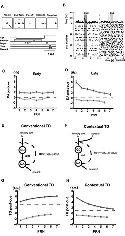 Fig. 2: Task 2 (Contextual task): Responses of the dopamine neurons using a context-dependent TD model 