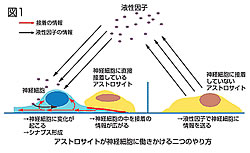 図1：液性因子と接着因子 
