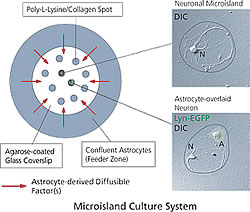 Fig. 2: Microisland Culture for the Interactions between Purified Neurons and Overlaid Astrocytes (Left) A schematic top view of a 35 mm dish. 