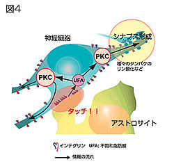 図4：アストロサイト接着とプロティンキナーゼ (PKC)の活性。