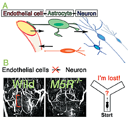 (A) Information transmission between dissimilar cells composing the brain. (B) Dysfunction of vascular endothelial cells leading to reduced brain blood flow and cognition function.  