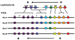 図1：ショウジョウバエと哺乳動物におけるHox遺伝子の染色体構造の比較