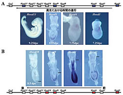 図2：マウスにおけるHoxDコンプレックス遺伝子群の発現と染色体構造の関係