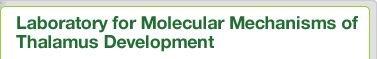 Laboratory for Molecular Mechanisms of Thalamus Development