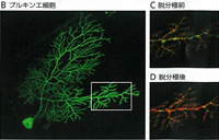生きた細胞を詳細に観察できる新しい蛍光タンパク質を開発