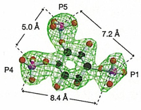 細胞のカルシウム振動を引き起こすIP3受容体の三次元結晶構造を解明