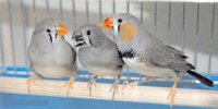 鳥が恋歌を歌うとき、脳は幸せを感じる
