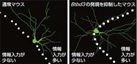 脳神経細胞の樹状突起 形成メカニズムの一端を発見