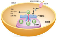 IP3受容体は生命の根幹を制御している
