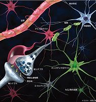 グリア細胞“アストロサイト”は脳内で何をしている？